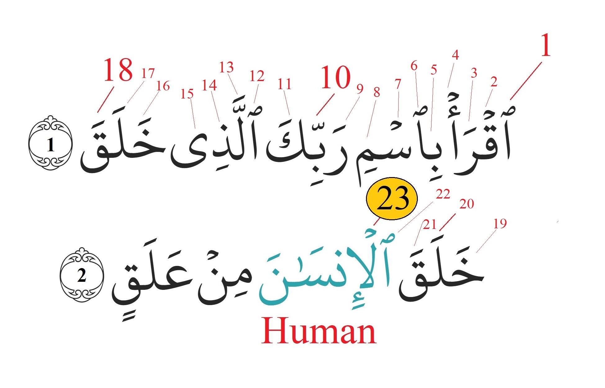 The secret hidden in Chapter Al-Alaq. The prove of divine nature of Quran. Al-Alaq and human chromosome number