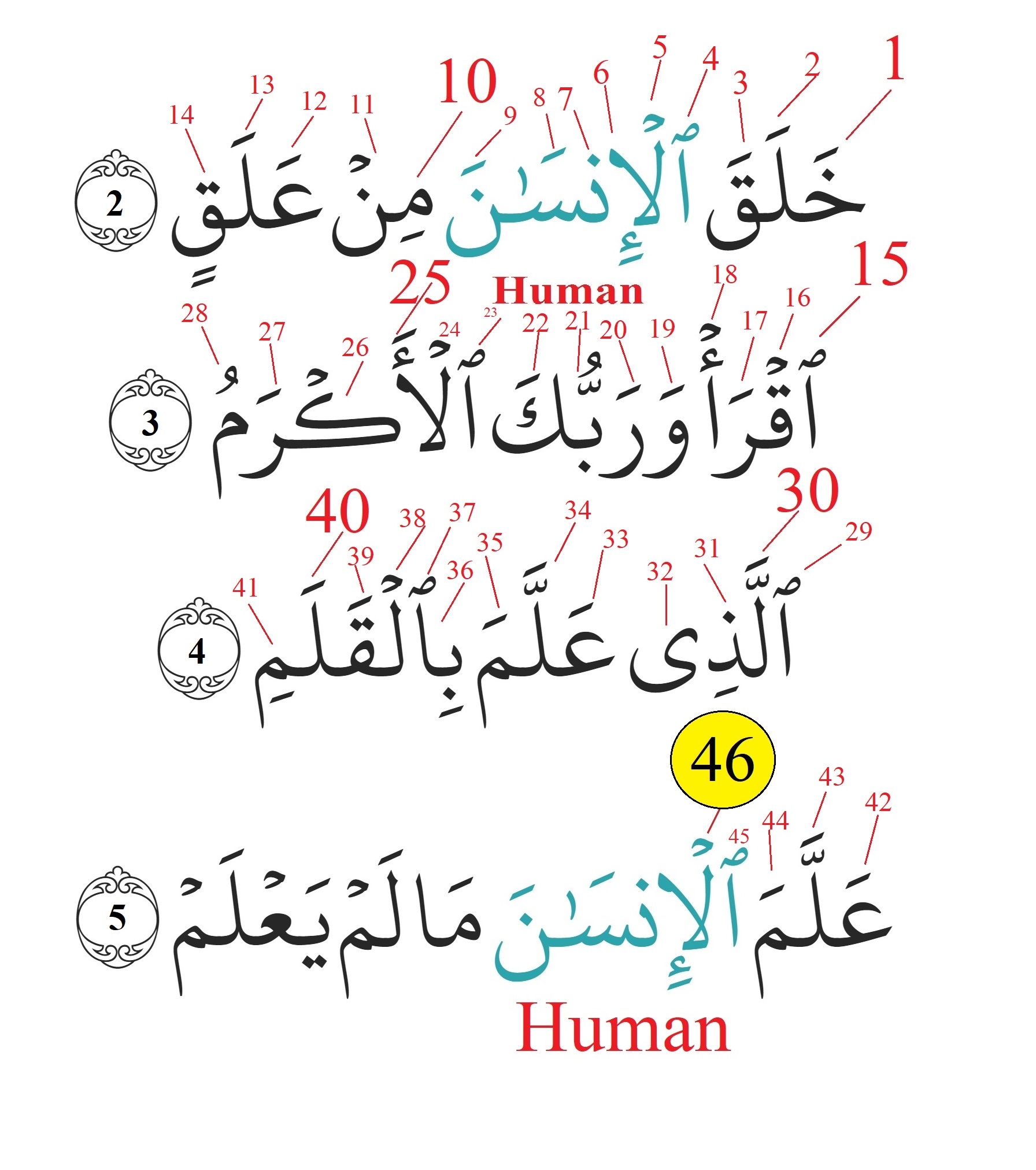  The prove of divine nature of Quran. Al-Alaq and human chromosome number