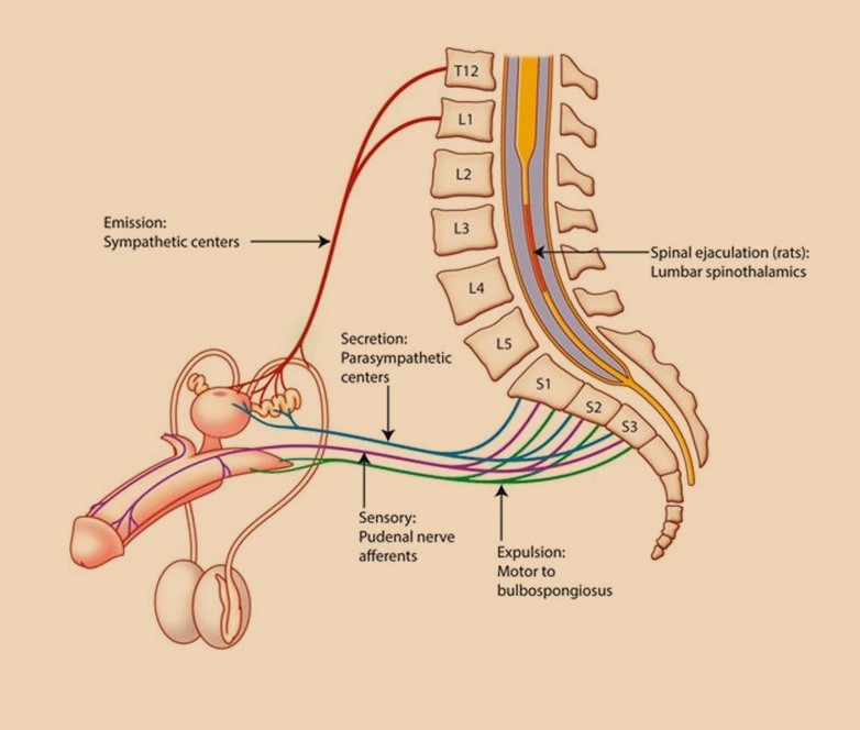 Process of Ejaculation mentioned in the Quran. 
Sperm between backbone and ribs verse. 
Quran 86:7